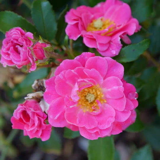 Oso Easy® Double Pink Rose