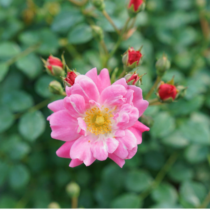 Oso Easy® Double Pink Rose