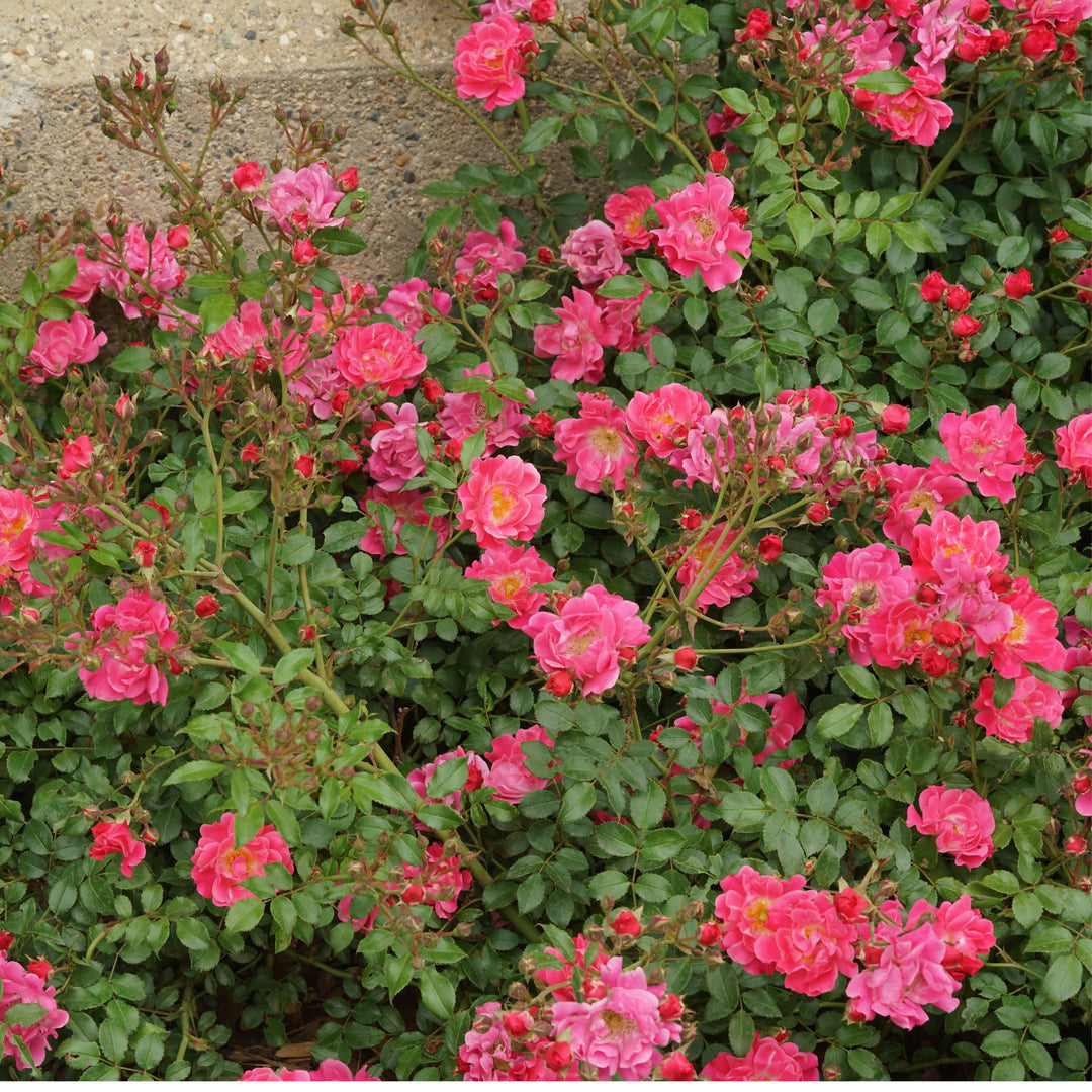 Rose | Oso Easy® Double Pink | Proven Winners® Shrubs – Proven