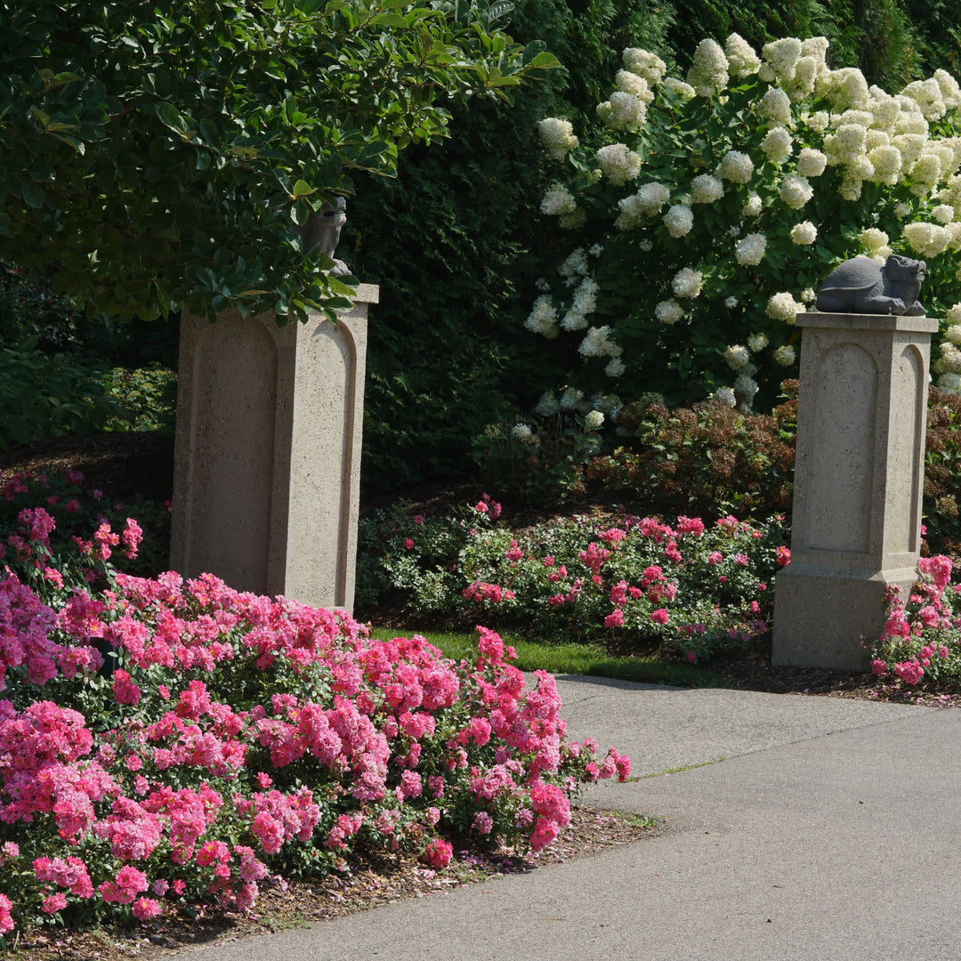 Rose | Oso Easy® Double Pink | Proven Winners® Shrubs – Proven