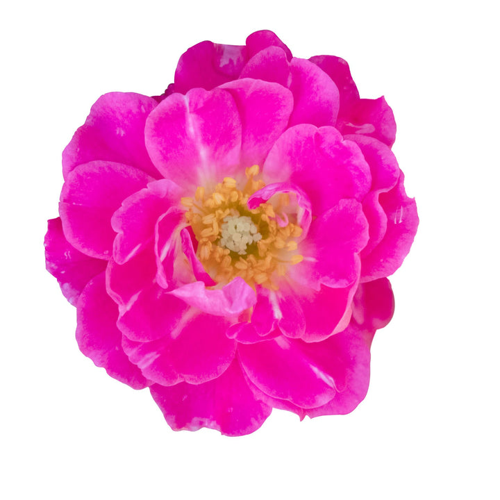 Rose | Oso Easy® Double Pink | Proven Winners® Shrubs – Proven
