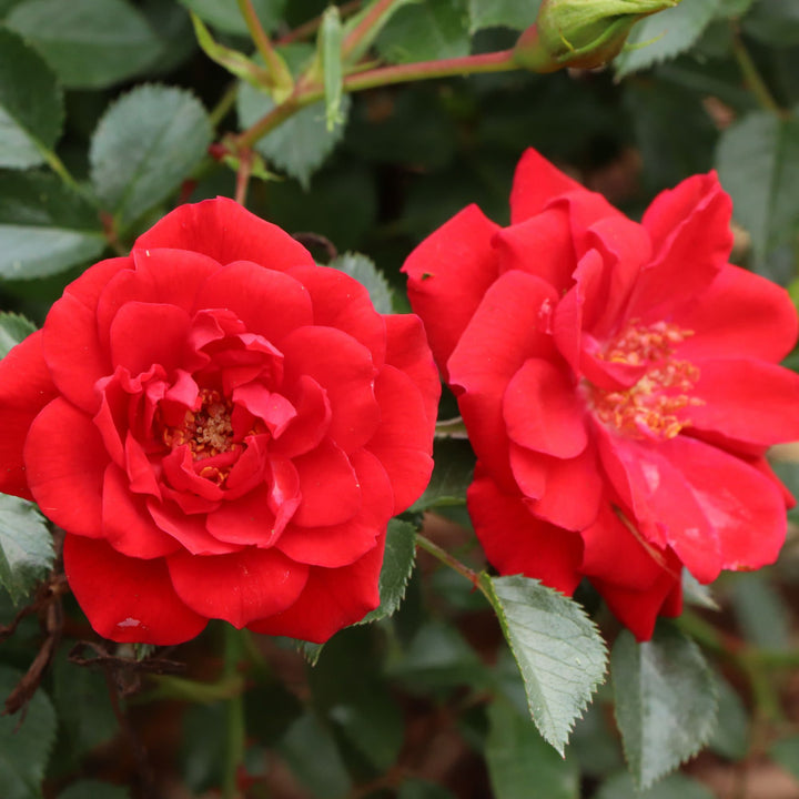 Oso Easy® Pathfinder™ Red Rose | Proven Winners® New Variety 2027