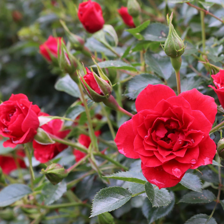 Oso Easy® Pathfinder™ Red Rose | Proven Winners® New Variety 2027