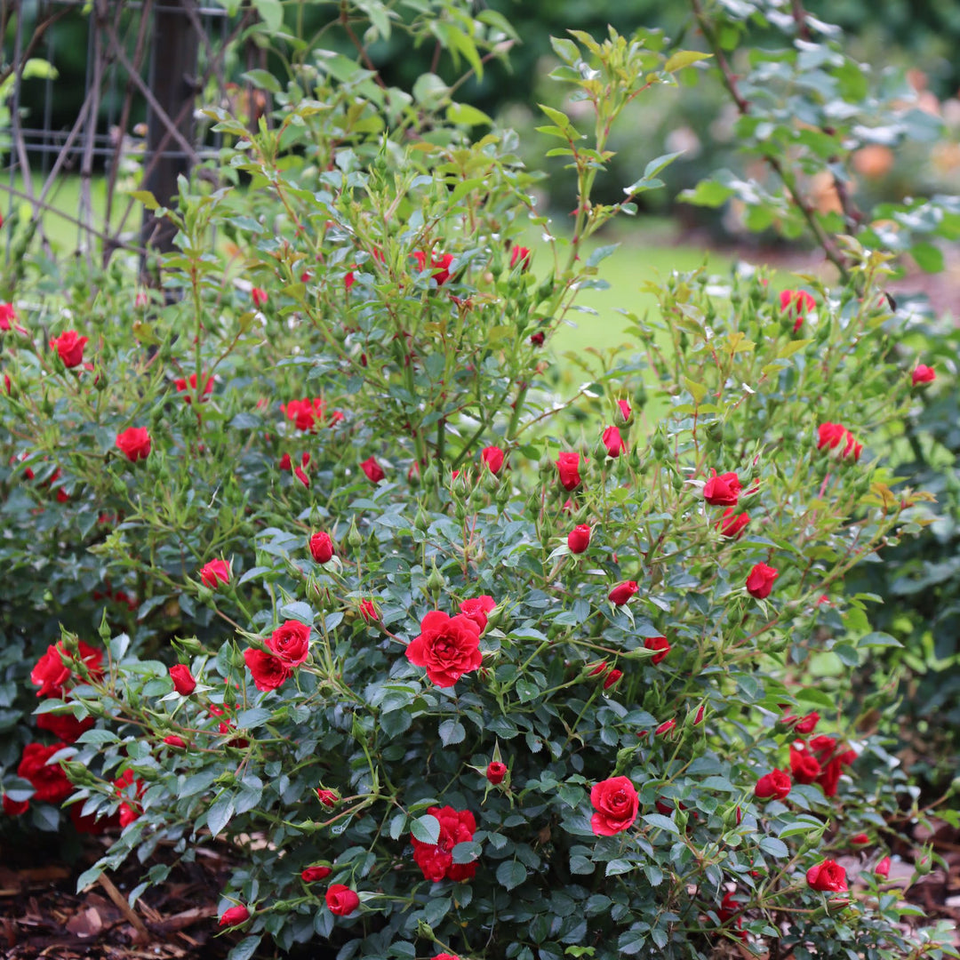 Oso Easy® Pathfinder™ Red Rose | Proven Winners® New Variety 2027