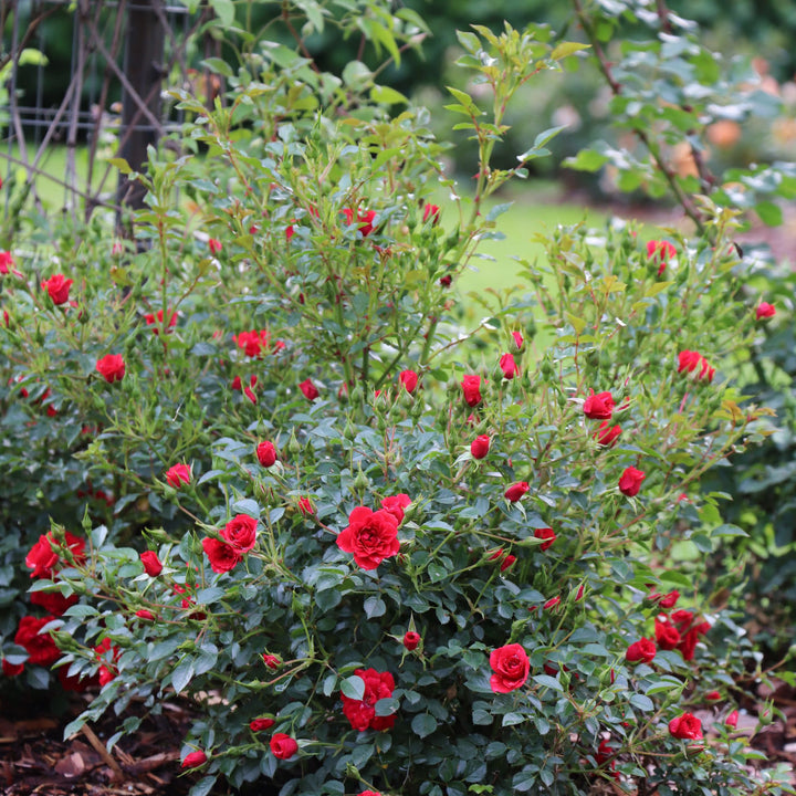Oso Easy® Pathfinder™ Red Rose | Proven Winners® New Variety 2027