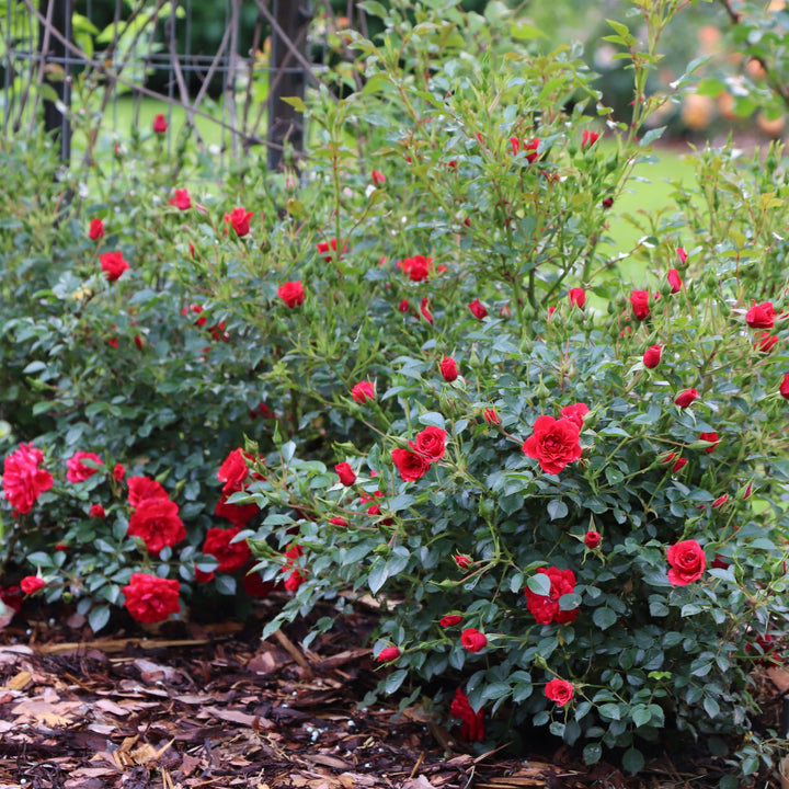 Oso Easy® Pathfinder™ Red Rose | Proven Winners® New Variety 2027