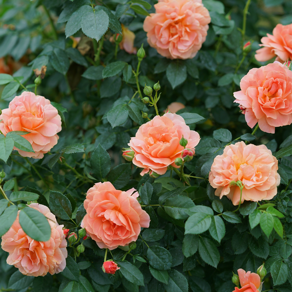 Rose | At Last® | Proven Winners® Shrubs – Proven Winners Direct™