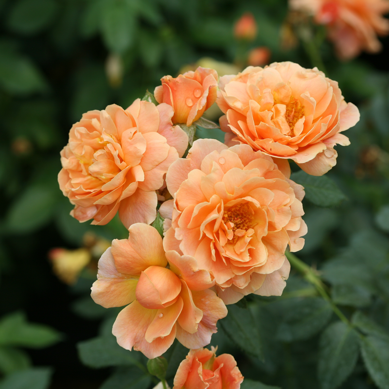 Finally Here Roses Rose | At Last® | Proven Winners® Shrubs – Proven Winners Direct™