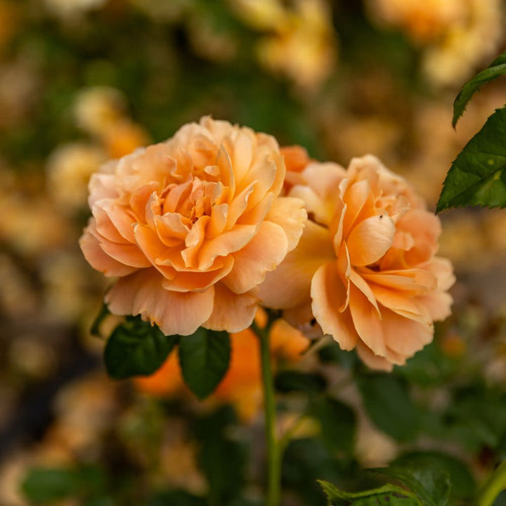 ROSPRC201-CloseUp-3_720x.jpg?v