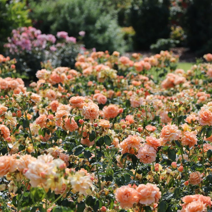 Rose | At Last® | Proven Winners® Shrubs – Proven Winners Direct™