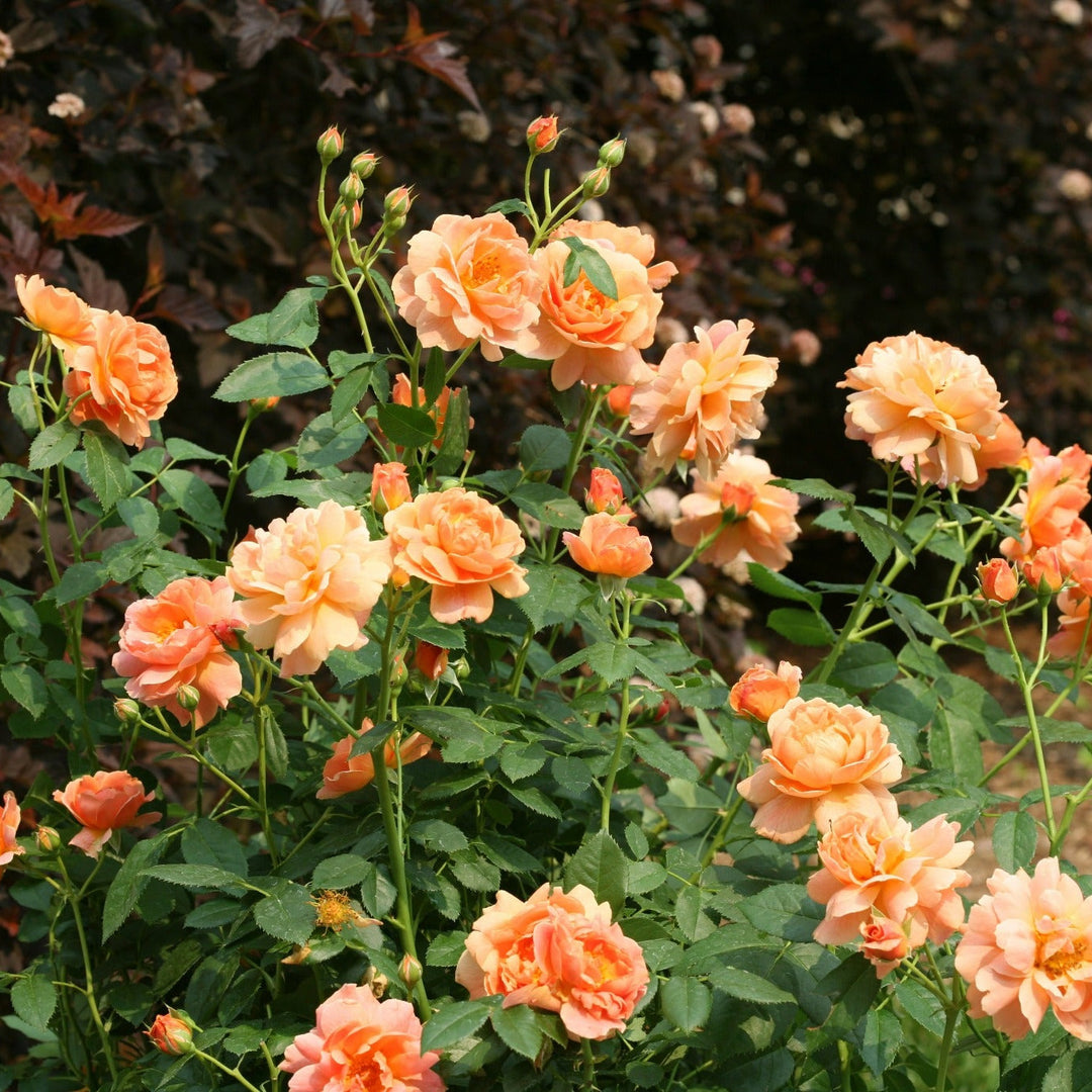 Rose | At Last® | Proven Winners® Shrubs – Proven Winners Direct™