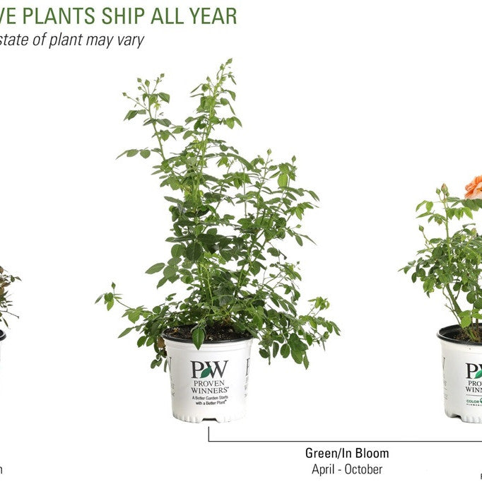 Rose | At Last® | Proven Winners® Shrubs – Proven Winners Direct™