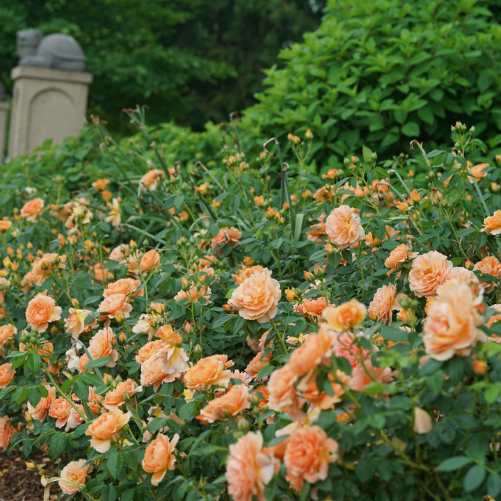Rose | At Last® | Proven Winners® Shrubs – Proven Winners Direct™