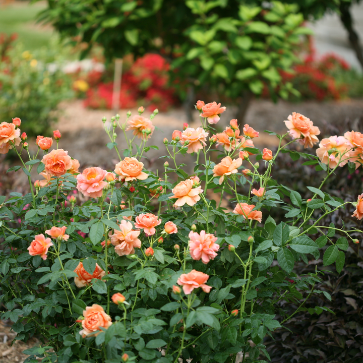 Rose | At Last® | Proven Winners® Shrubs – Proven Winners Direct™