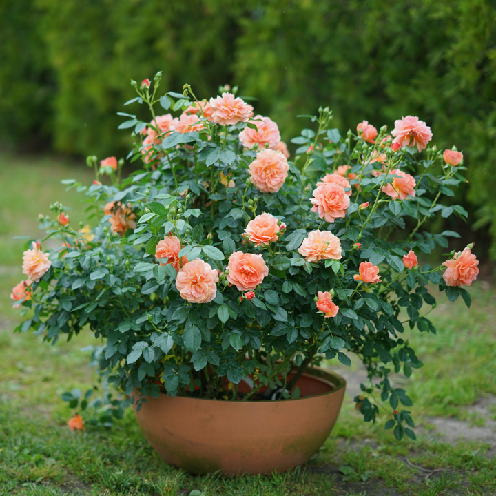 Rose | At Last® | Proven Winners® Shrubs – Proven Winners Direct™