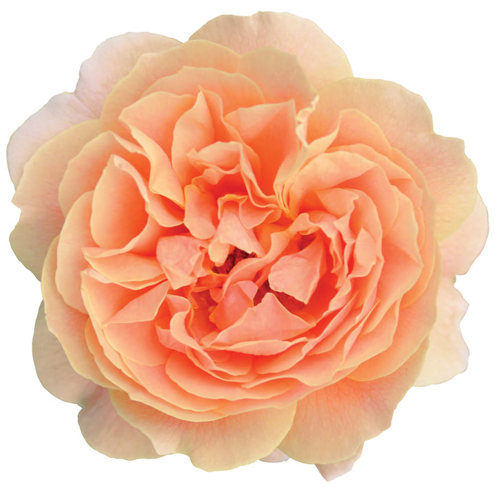 Rose | At Last® | Proven Winners® Shrubs – Proven Winners Direct™
