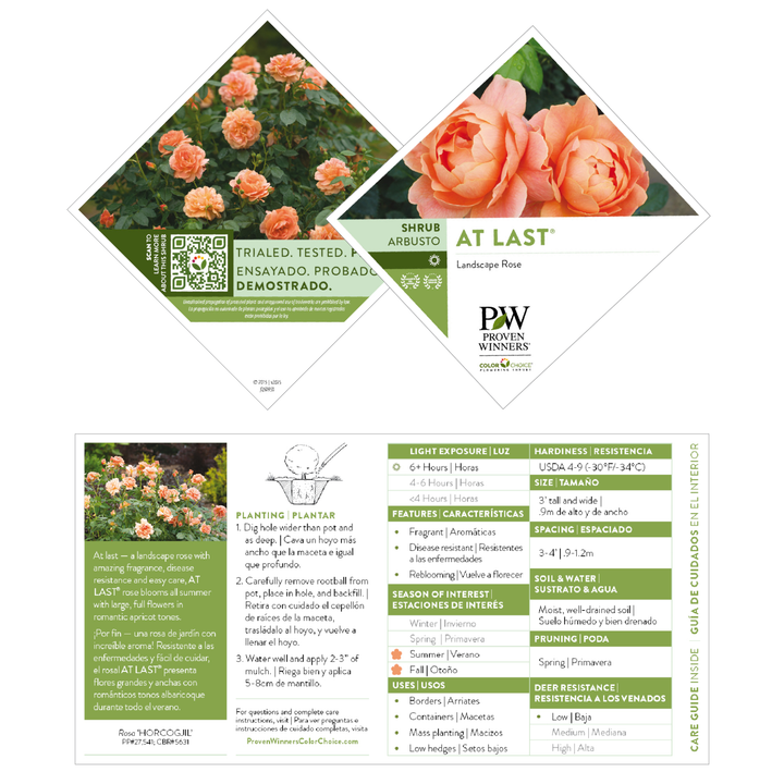 Rose | At Last® | Proven Winners® Shrubs – Proven Winners Direct™