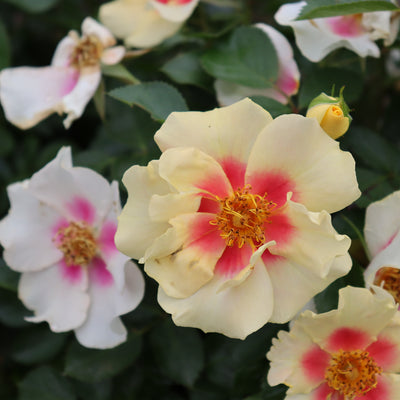 Ringo Rose up close.