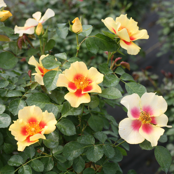 Ringo® Rose