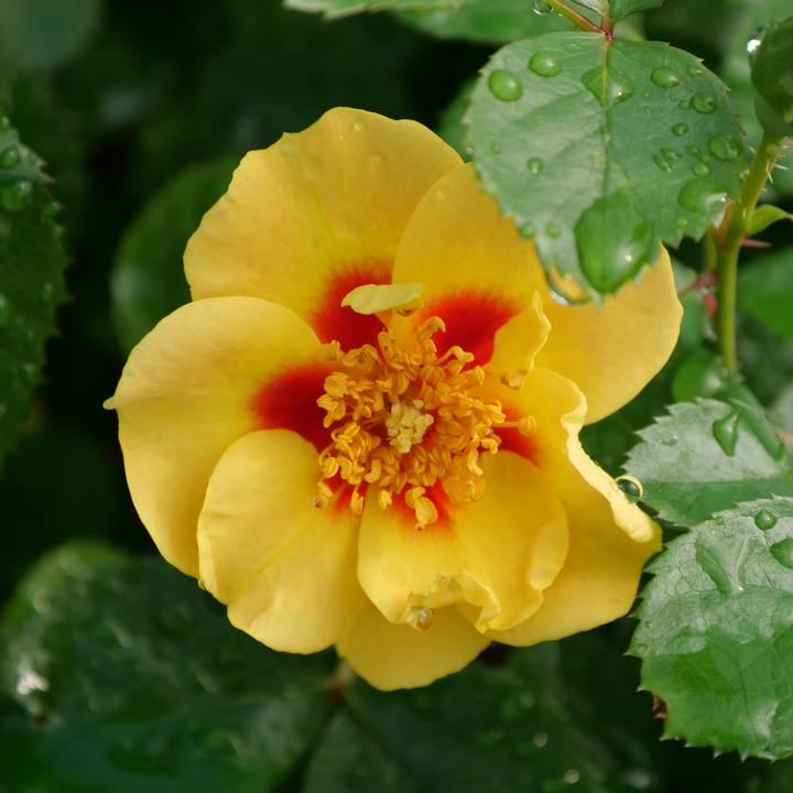Ringo® Rose