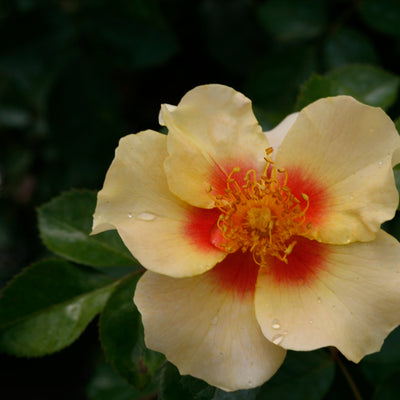 Ringo Rose up close.