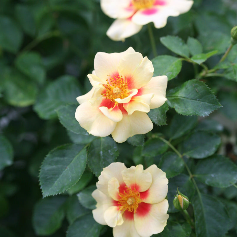 Ringo Rose up close.