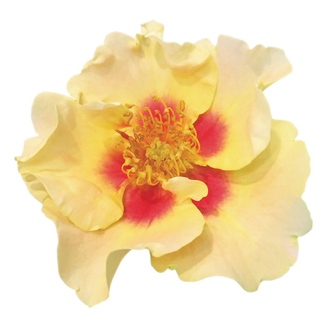 Ringo® Rose