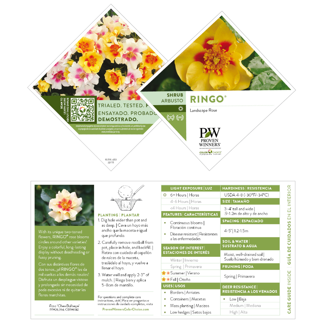 Rose | Ringo® | Proven Winners® Shrubs – Proven Winners Direct™
