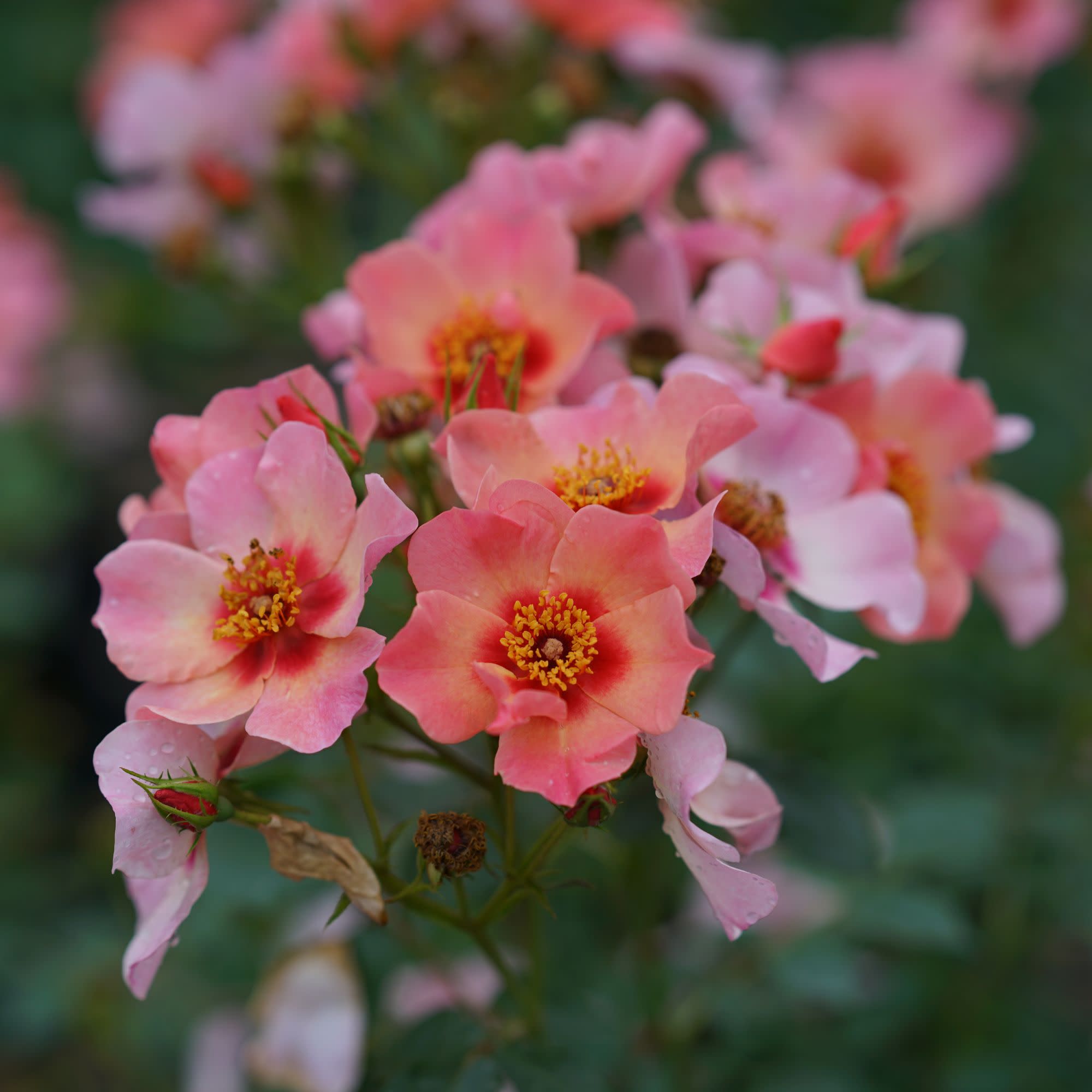 Rose | Ringo All-Star™ | Proven Winners® Shrubs – Proven Winners Direct™