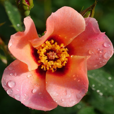 Ringo All-Star Rose up close.