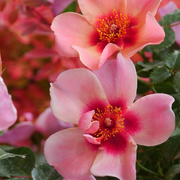 Rose | Ringo All-Star™ | Proven Winners® Shrubs – Proven Winners
