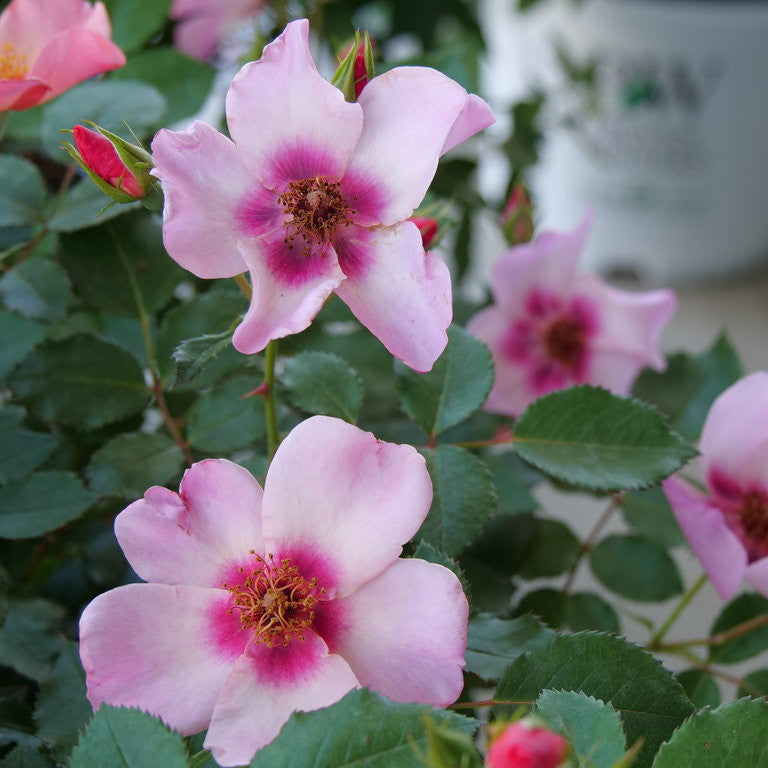 Ringo All-Star Rose up close.