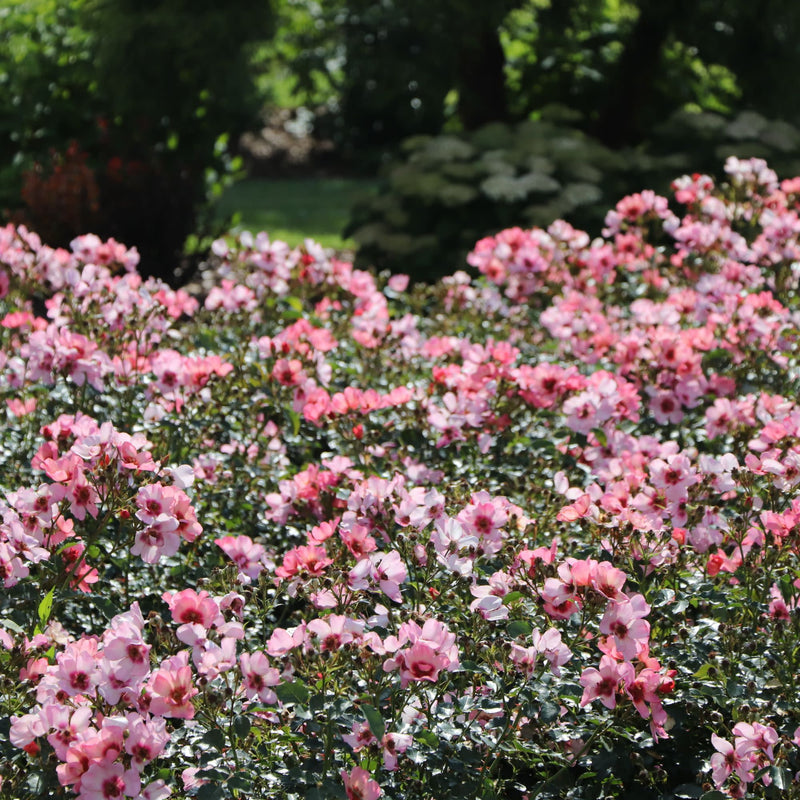 Rose | Ringo All-Star™ | Proven Winners® Shrubs – Proven Winners