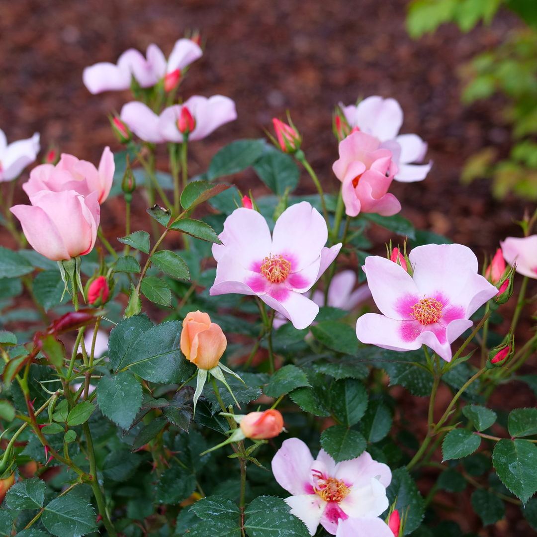 Rose | Ringo All-Star™ | Proven Winners® Shrubs – Proven Winners Rose | Ringo All-Star™ | Proven Winners® Shrubs – Proven Winners