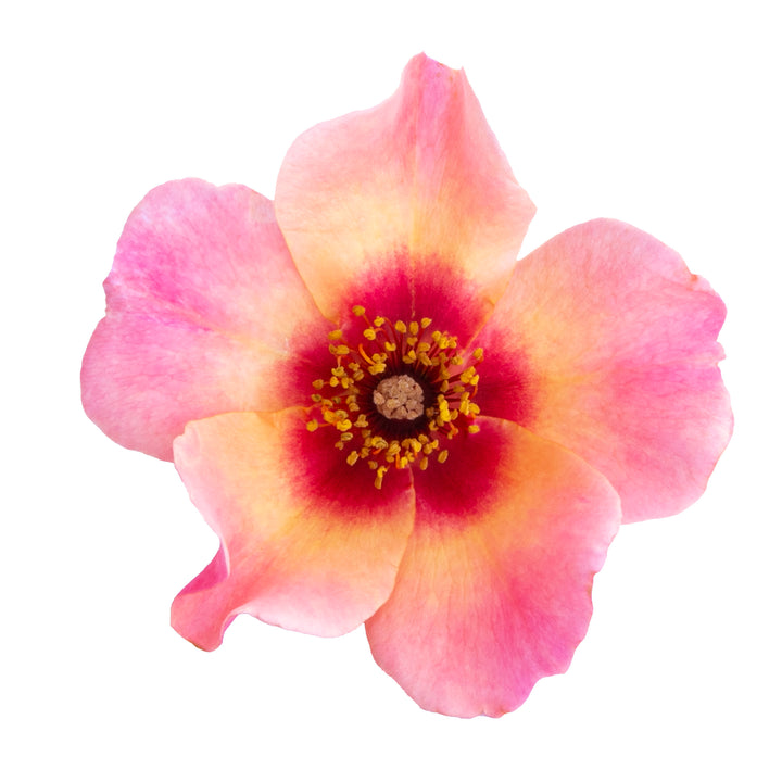 Ringo All-Star™ Rose