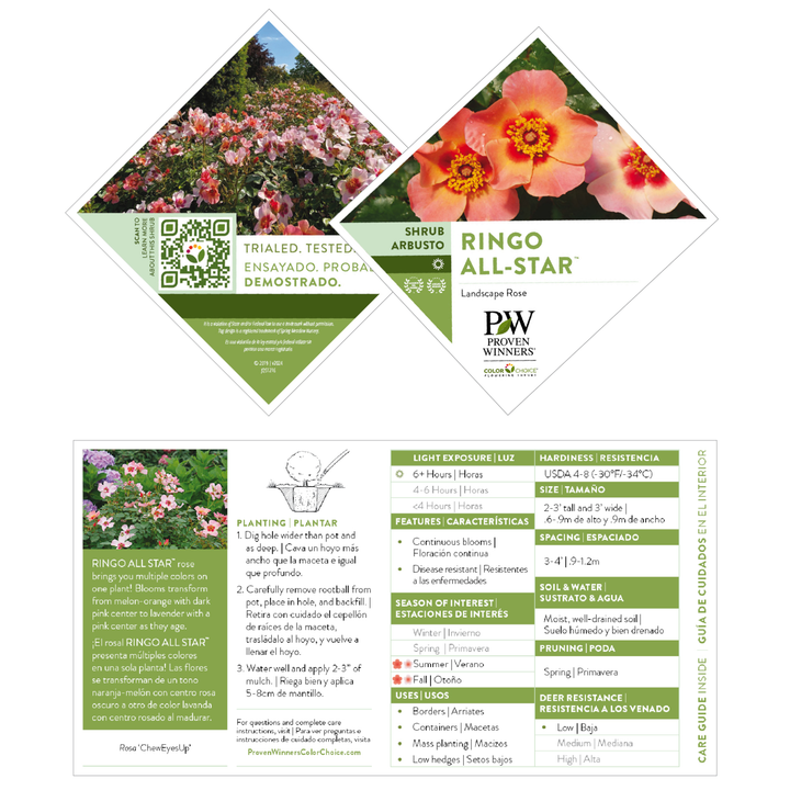 Ringo All-Star™ Rose