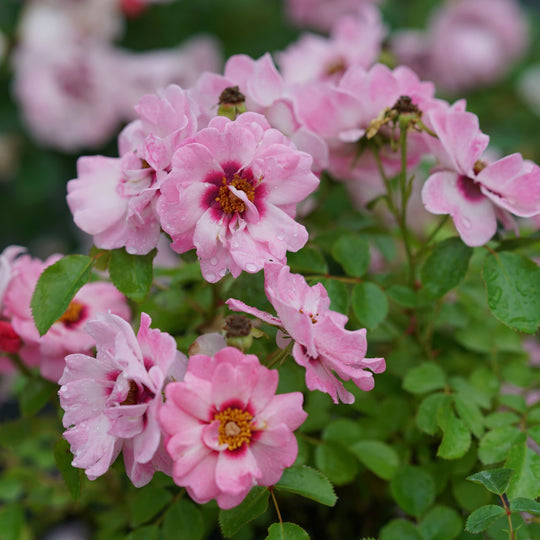 Ringo® Double Pink Rose