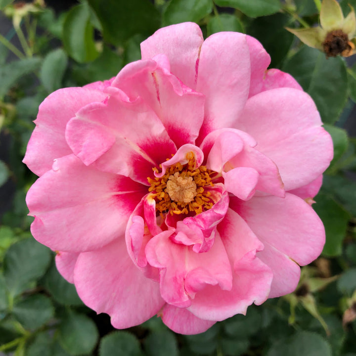 Ringo® Double Pink Rose