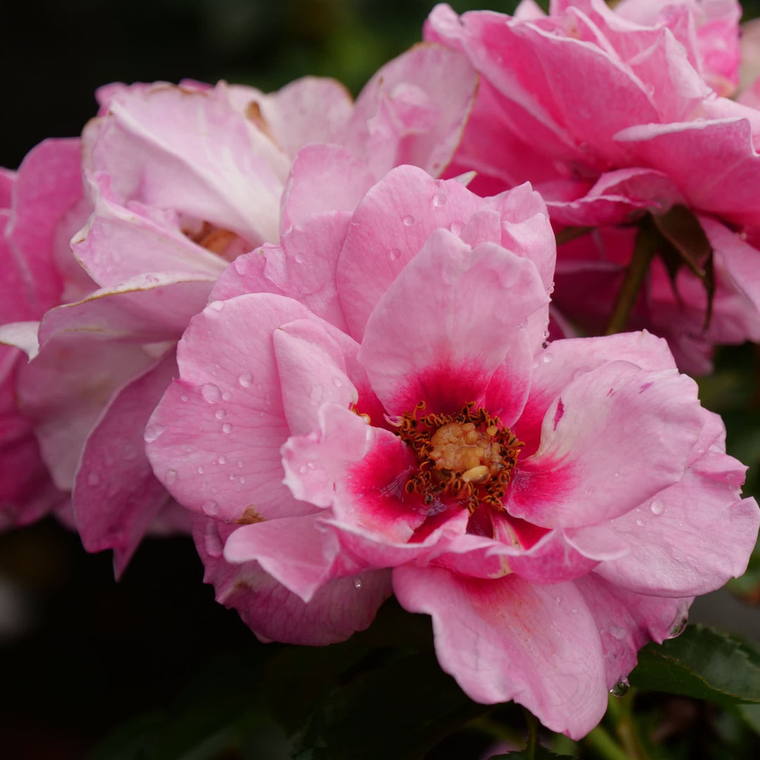 Ringo® Double Pink Rose