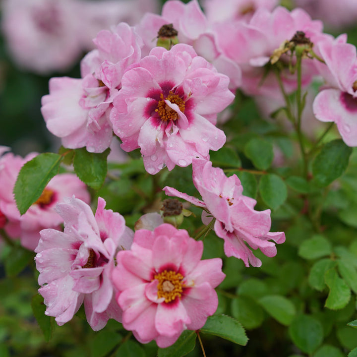 Ringo® Double Pink Rose