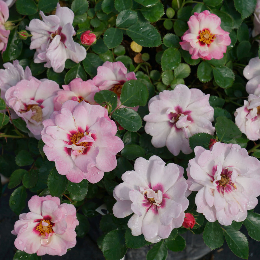 Ringo® Double Pink Rose