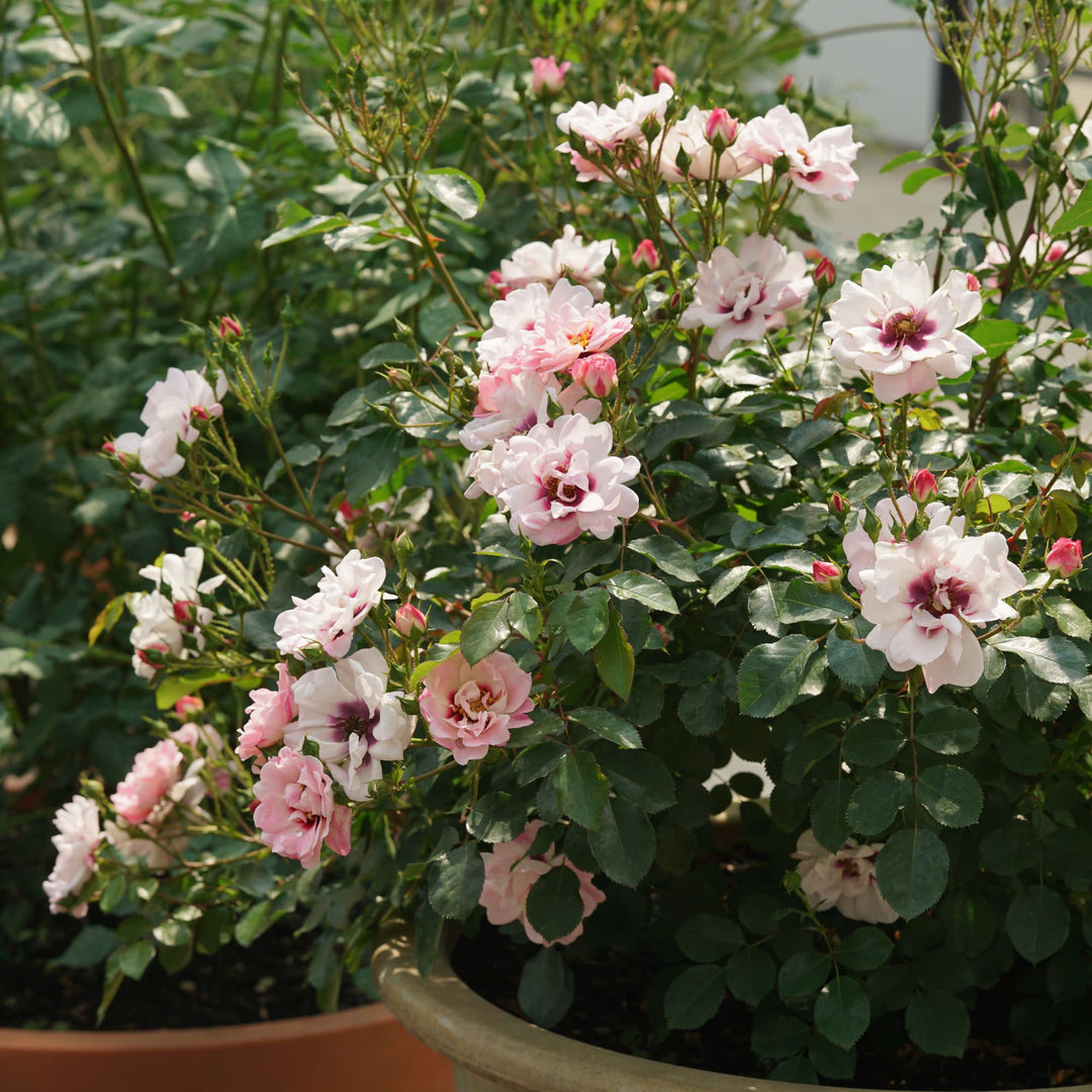 Rose | Ringo® Double Pink | Proven Winners® Shrubs – Proven