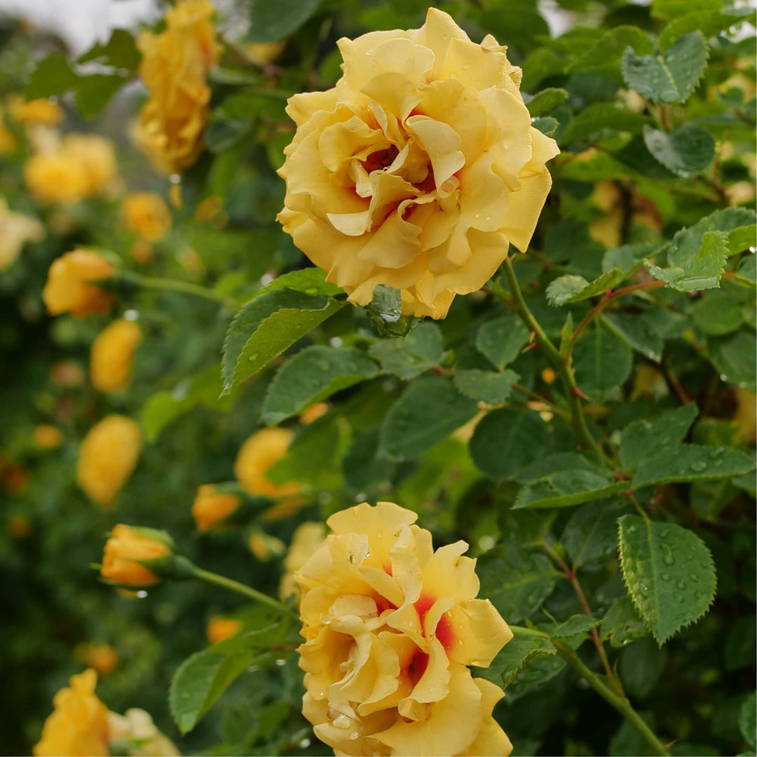 Rise Up® Ringo® Rose