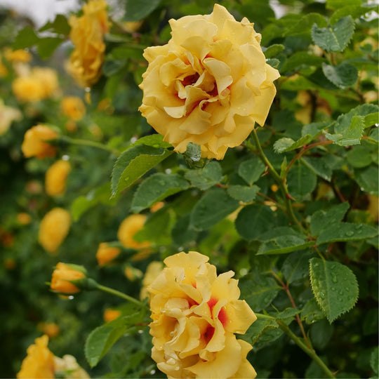 Rise Up® Ringo® Rose