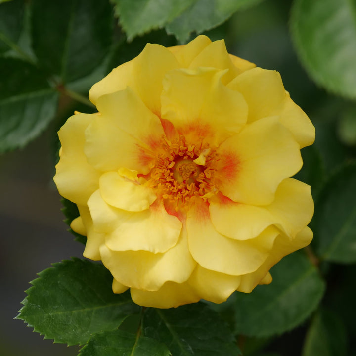 Rise Up® Ringo® Rose