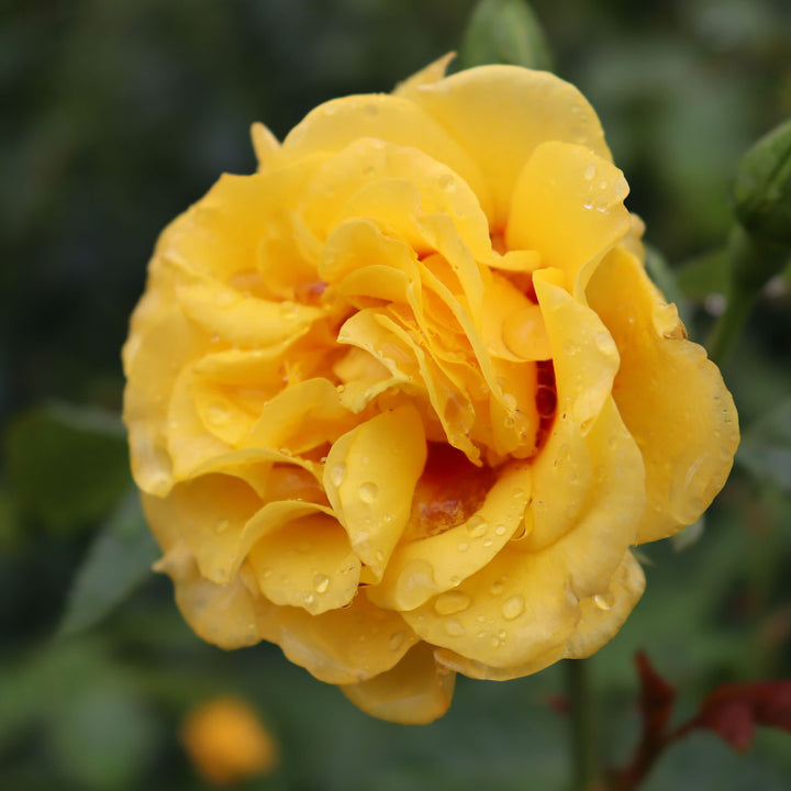 Rise Up® Ringo® Rose