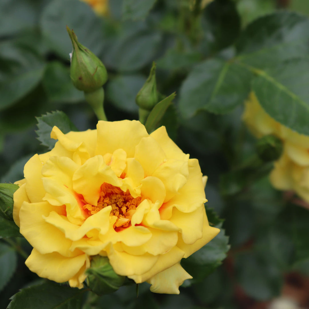 Rise Up® Ringo® Rose