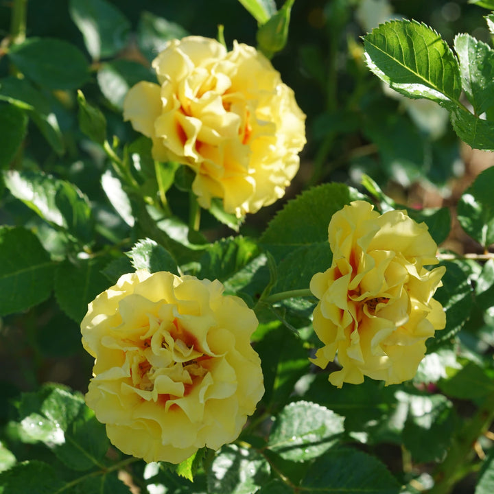 Rise Up® Ringo® Rose
