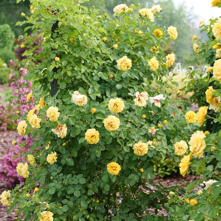 Rise Up® Ringo® Rose
