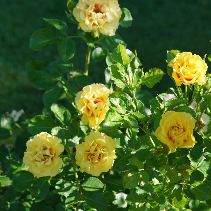 Rise Up® Ringo® Rose